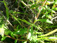 Gorteria piloselloides