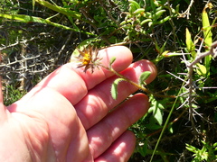 Gorteria piloselloides