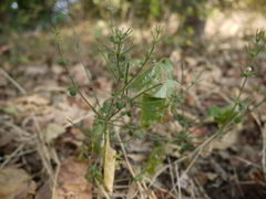 Haplanthodes tentaculatus