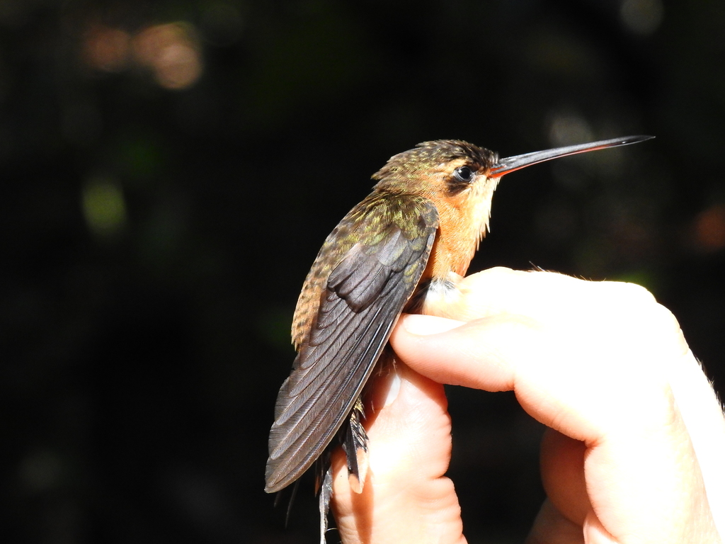 Needle-billed Hermit photo