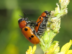 Tituboea sexmaculata