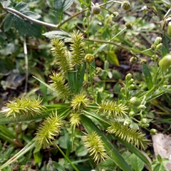 Cyperus cyperoides