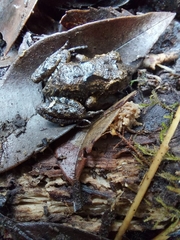 Eupsophus emiliopugini