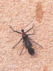 Graptocleptes bicolor