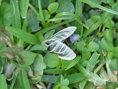 Pterygota