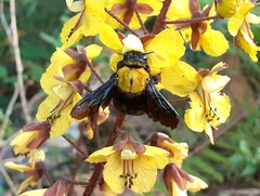 Xylocopa ruficornis