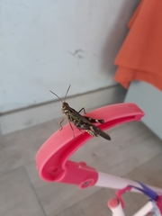 Rhammatocerus pictus