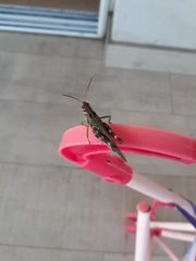 Rhammatocerus pictus