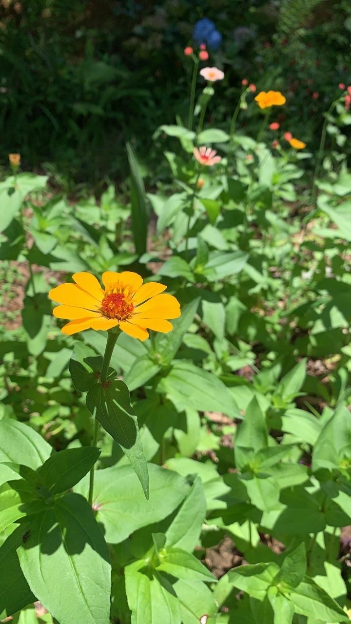 Zinnia elegans