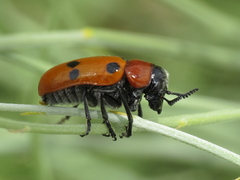 Tituboea sexmaculata