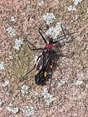 Graptocleptes bicolor