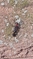 Graptocleptes bicolor