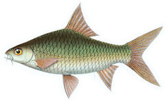 Waander's Bony Lipped Barb photo 4