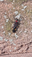 Graptocleptes bicolor