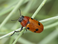 Tituboea sexmaculata