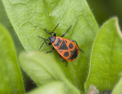 Pyrrhocoris apterus