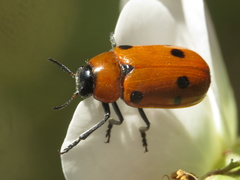Tituboea sexmaculata