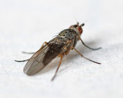 Tephrochlamys rufiventris