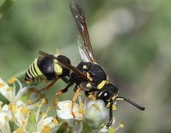 Euodynerus velutinus