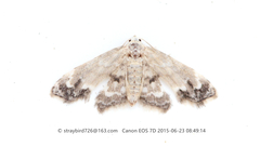 Holocryptis ussuriensis