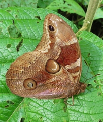 Catoblepia orgetorix