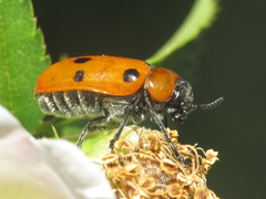 Tituboea sexmaculata