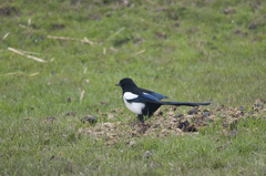 Pica pica