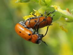 Tituboea sexmaculata