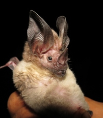 White-Throated Round-Eared Bat photo 4