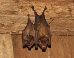 Carollia castanea