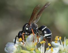 Antepipona nigricornis