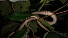 Dendrelaphis