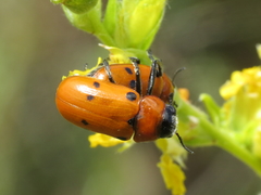 Tituboea sexmaculata