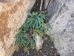 Valeriana philippiana