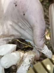 Eupsophus vertebralis