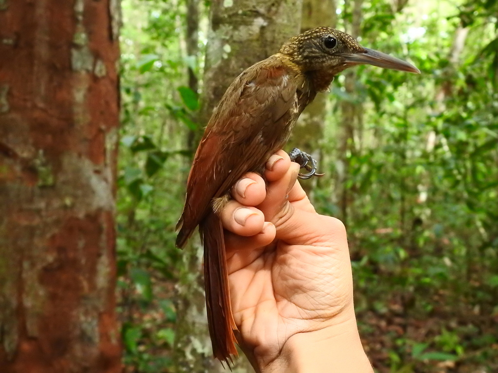 Elegant Woodcreeper