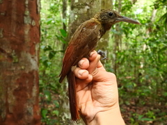 Xiphorhynchus elegans