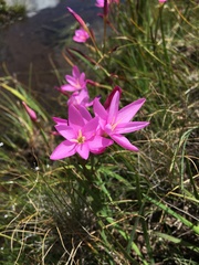 Hesperantha curvula