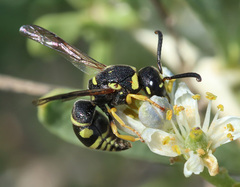 Syneuodynerus egregius