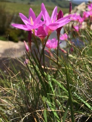 Hesperantha curvula