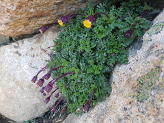 Senecio subdiscoideus