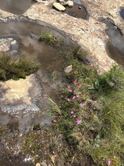 Hesperantha curvula