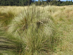 Muhlenbergia macroura