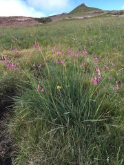 Dierama robustum