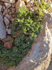 Oxalis adenophylla
