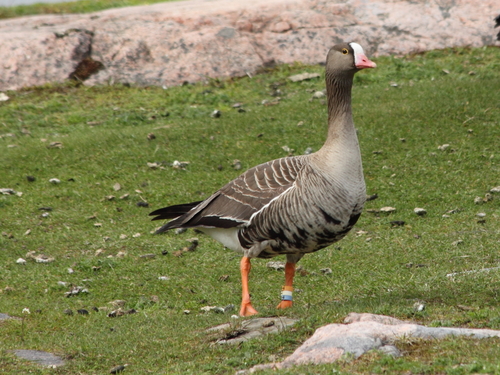 Lesser White-fronted Goose, photo 7 of 9