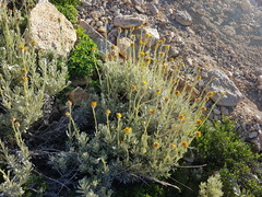 Senecio argyreus