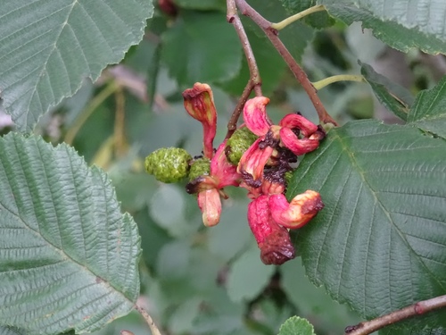 alder tongue gall