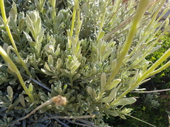Senecio argyreus