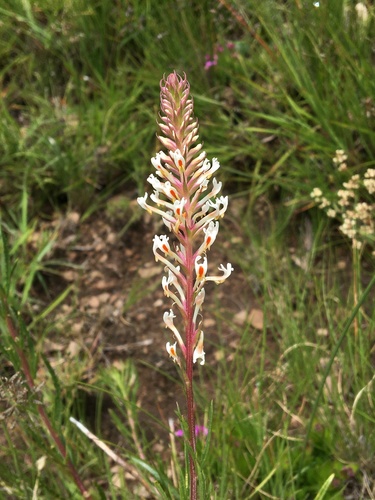 Hebenstretia dura image